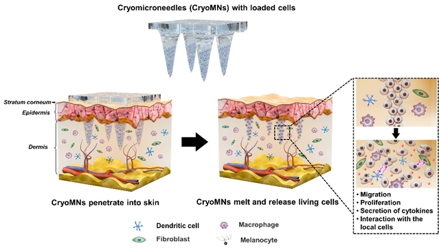美人媄龙脑微晶，引领抗老新风尚
