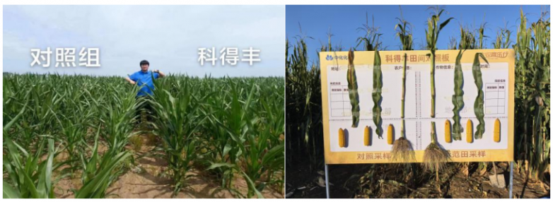玉米增产遇瓶颈？中化化肥玉米全程营养方案，助力东北农户丰收高产_https://www.izongheng.net_快讯_第5张