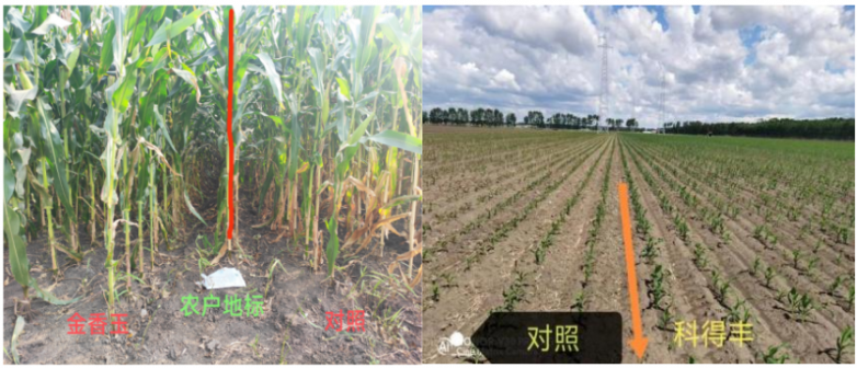 玉米增产遇瓶颈？中化化肥玉米全程营养方案，助力东北农户丰收高产_https://www.izongheng.net_快讯_第3张