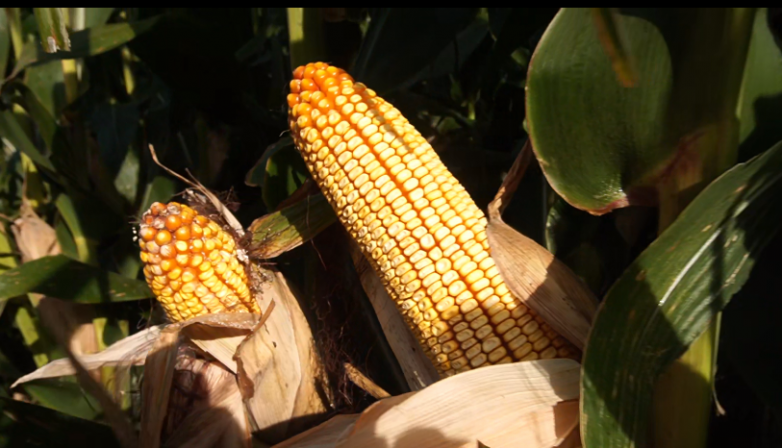 玉米增产遇瓶颈？中化化肥玉米全程营养方案，助力东北农户丰收高产_https://www.izongheng.net_快讯_第12张