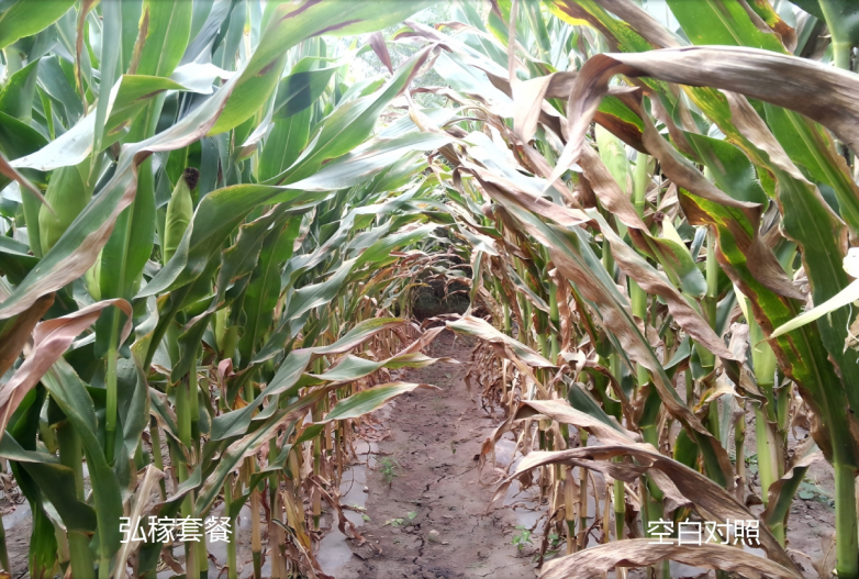 玉米增产遇瓶颈？中化化肥玉米全程营养方案，助力东北农户丰收高产_https://www.izongheng.net_快讯_第11张