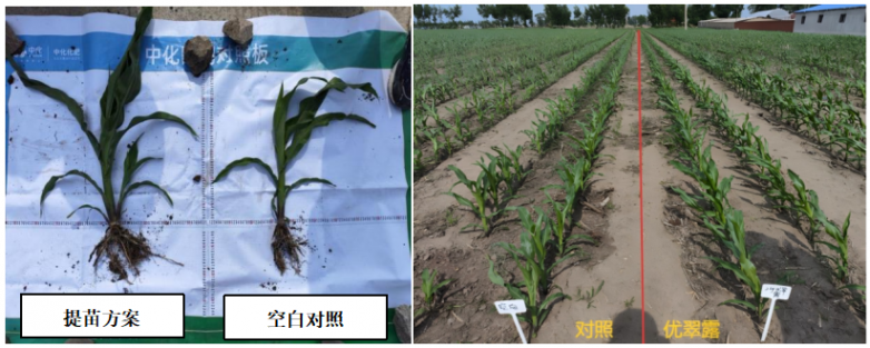 玉米增产遇瓶颈？中化化肥玉米全程营养方案，助力东北农户丰收高产_https://www.izongheng.net_快讯_第9张