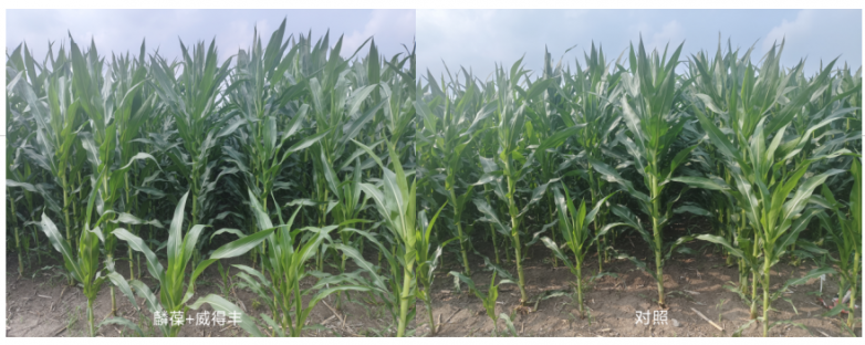 玉米增产遇瓶颈？中化化肥玉米全程营养方案，助力东北农户丰收高产_https://www.izongheng.net_快讯_第7张