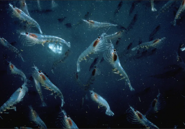 宠物 Omega-3 补充剂科普：鱼油与磷虾油，别再交认知税