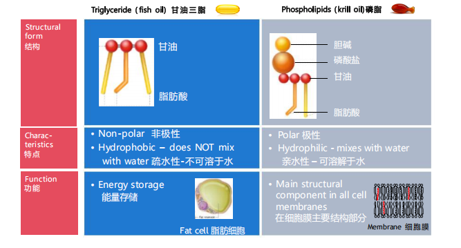 宠物 Omega-3 补充剂科普：鱼油与磷虾油，别再交认知税
