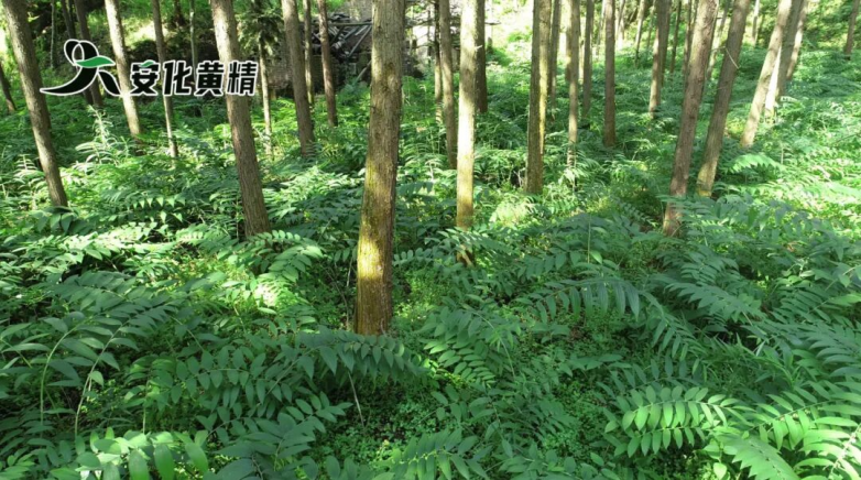 野生黄精与种植黄精在品质上有什么区别？