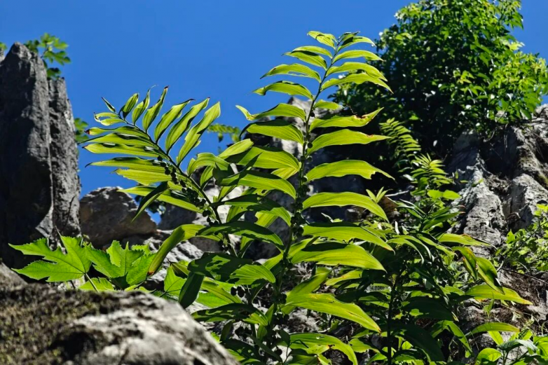 野生黄精与种植黄精在品质上有什么区别？