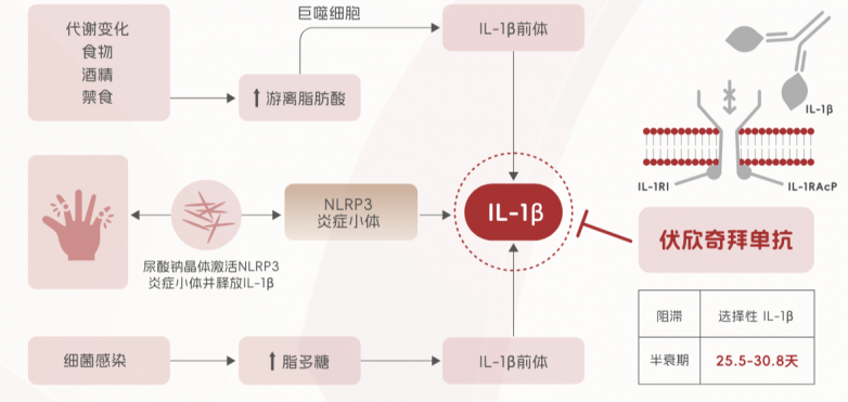 痛风反复发作？别只盯着止痛药，降尿酸