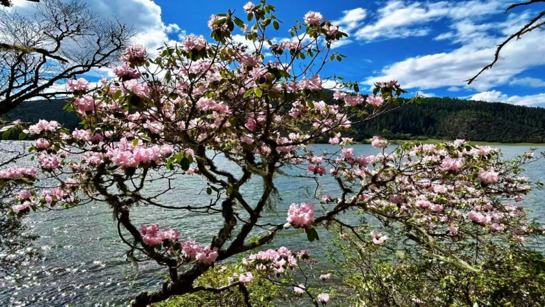 5-7月繁花漫山野！云南多地杜鹃花海进入最佳观赏期