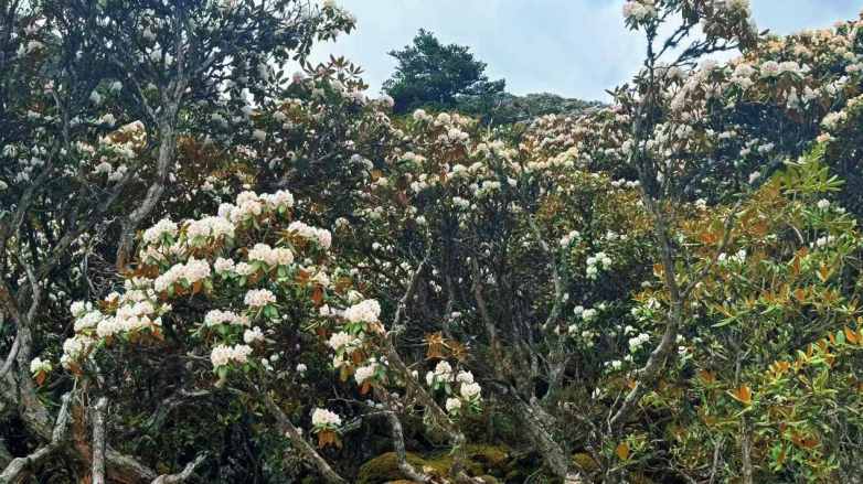 5-7月繁花漫山野！云南多地杜鹃花海进入最佳观赏期
