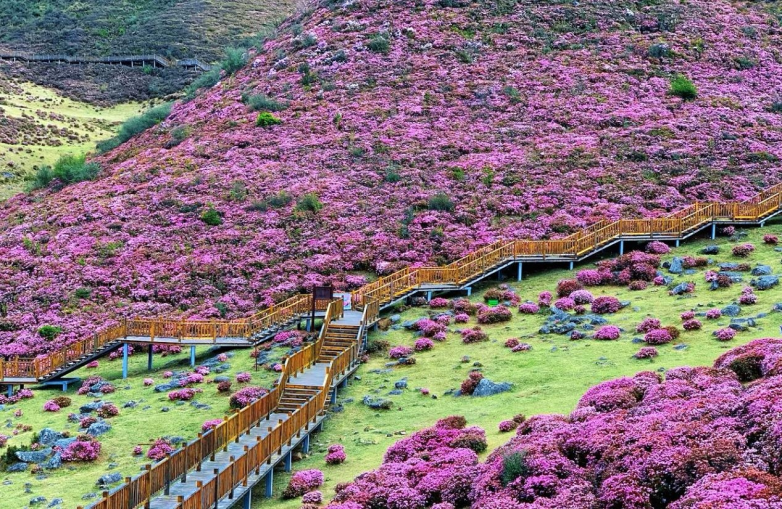 5-7月繁花漫山野！云南多地杜鹃花海进入最佳观赏期