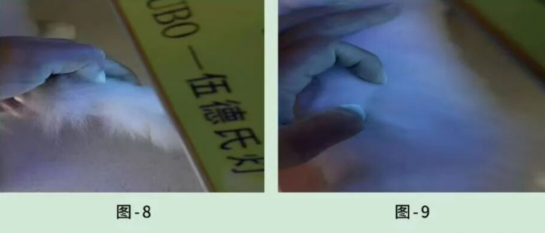 宠物抗真菌药哪个品牌好用?汉维宠仕以临床实证验证专科诊疗价值 宠物抗真菌药哪个品牌好用?汉维宠仕以临床实证验证专科诊疗价值