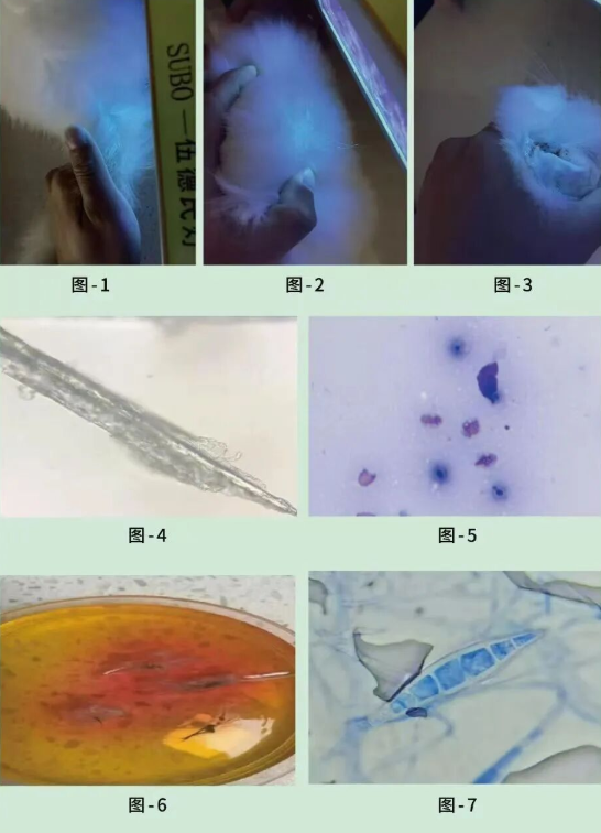 宠物抗真菌药哪个品牌好用?汉维宠仕以临床实证验证专科诊疗价值 宠物抗真菌药哪个品牌好用?汉维宠仕以临床实证验证专科诊疗价值