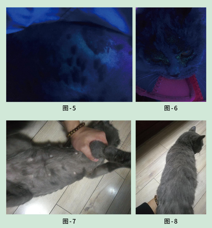 猫癣喷剂哪些牌子靠谱？汉维宠仕打破外用局限，汉肤欣深度抗真菌