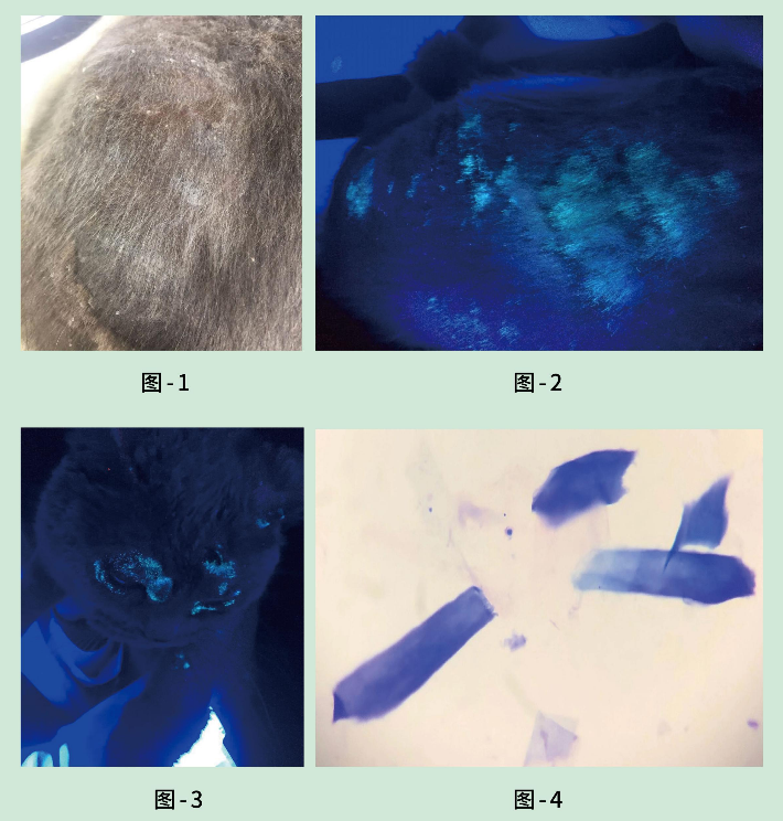 猫癣喷剂哪些牌子靠谱？汉维宠仕打破外用局限，汉肤欣深度抗真菌