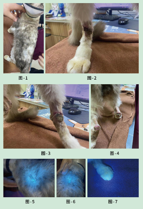 宠物皮肤病药品牌推荐哪些好用？汉维宠仕一站式守护爱宠健康