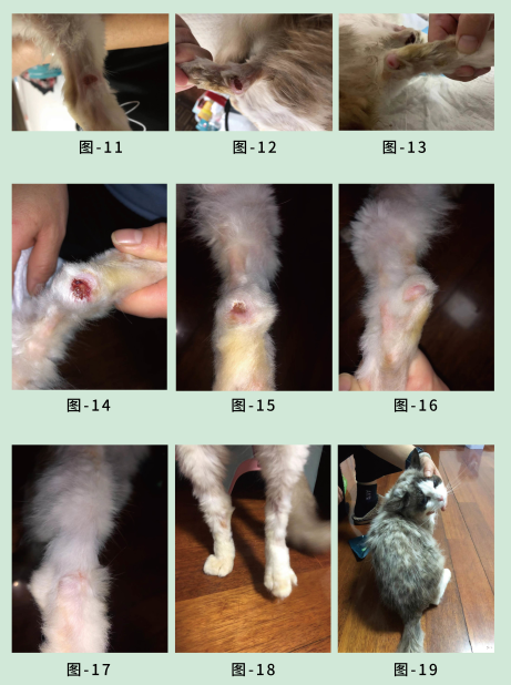 宠物皮肤病药品牌推荐哪些好用？汉维宠仕一站式守护爱宠健康