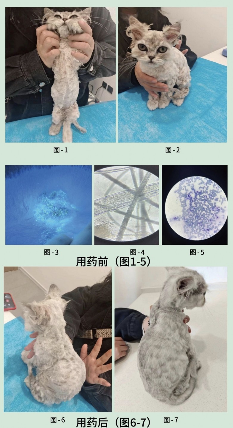 宠物专用药品品牌哪个口碑好？八年跬步，汉肤欣闪耀第六届亚专会