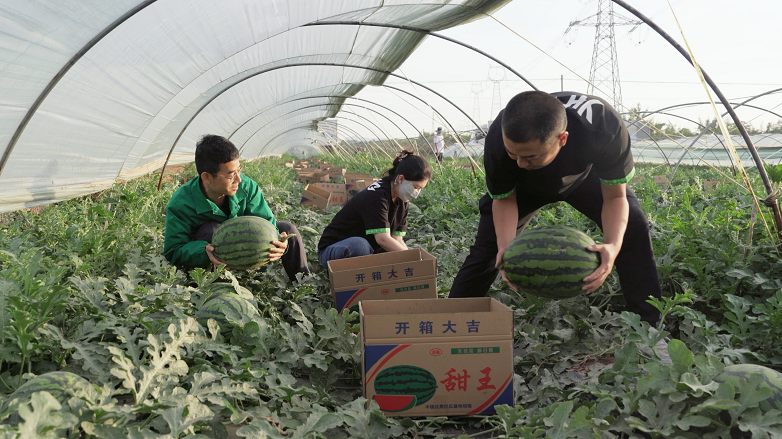 深入源地直采优质西瓜，益禾堂爱心助农解决滞销难题