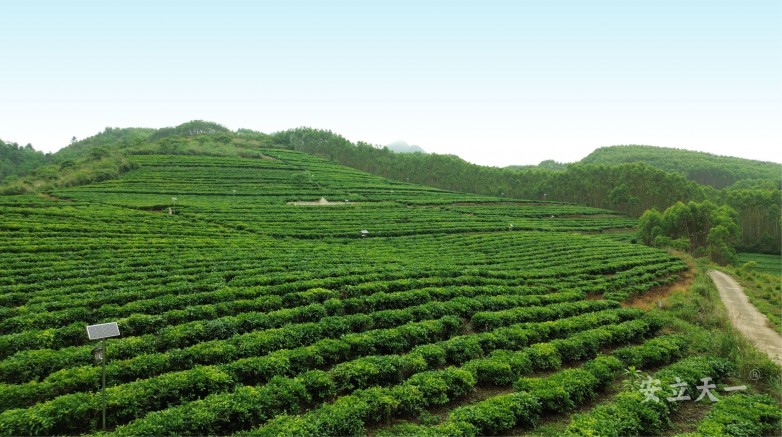 茶山 水印 2.jpg