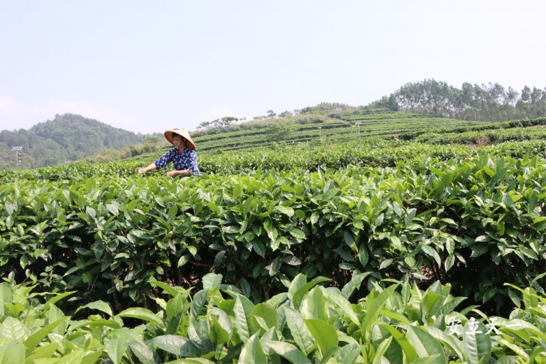 茶山 水印 6.jpg