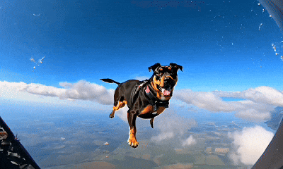 runway 小狗跳伞.gif