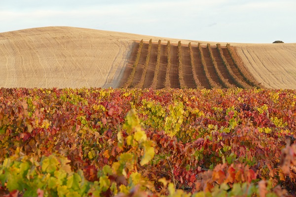 PAISAJE RIBERA DEL DUERO 3.jpg