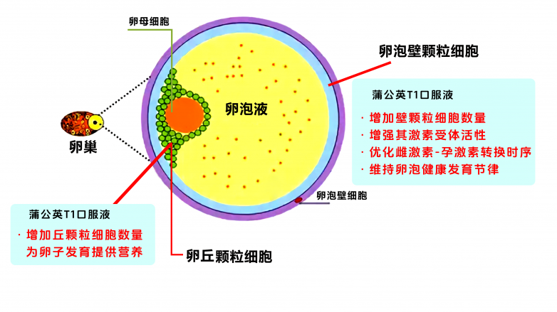 卵泡结构示意图 - 副本.png