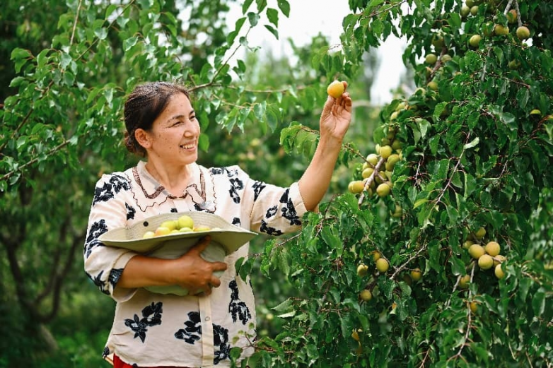 “疆品南下 粤品北上”：“三力”练就跨越山海的百亿工程