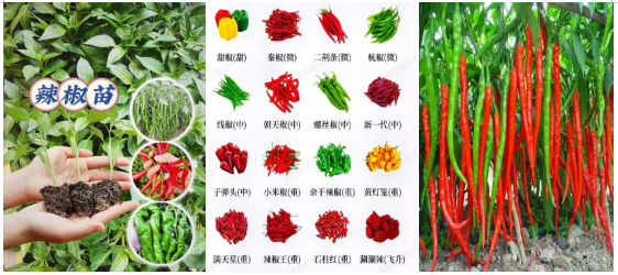 1766629563397341.png 1.png