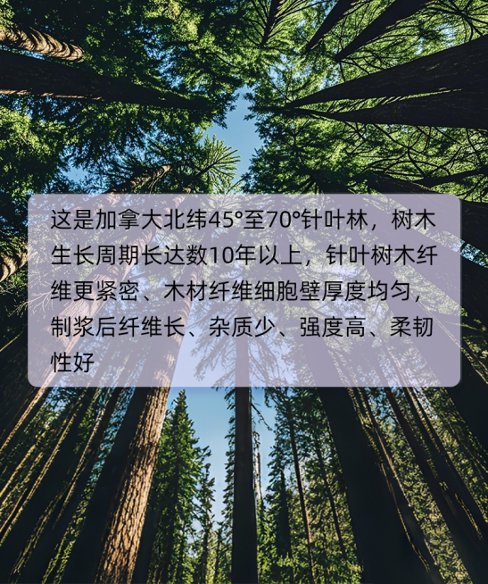紫鹿厚濕廁紙：以90g厚濕廁紙品類開創(chuàng)者與醫(yī)護級標準，定義高品質(zhì)濕廁紙新標桿