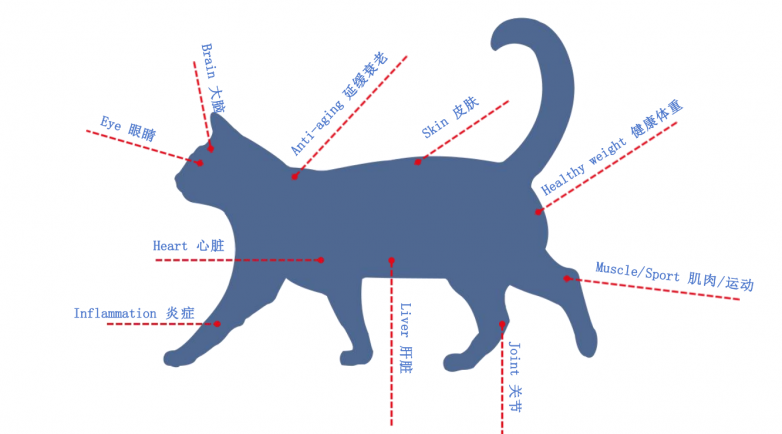 宠物 Omega-3 补充剂科普：鱼油与磷虾油，别再交认知税