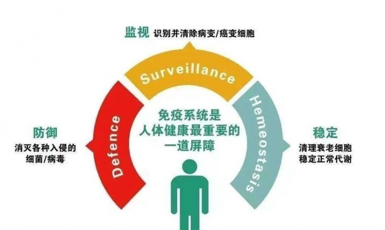 NORO研究发现人体免疫系统具有三大免疫功能，一旦免疫功能紊乱，过敏更易发生