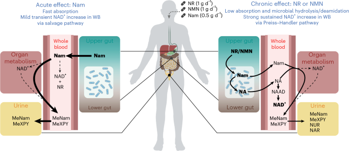 21世纪的“长寿研究”:NAD+如何影响我们的生命时钟?谁是重要的“源头”企业?