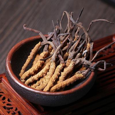 虫草.jpg