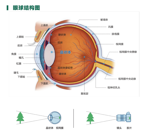 眼球结构.png
